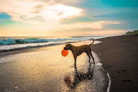 Best Dog Friendly Beaches in California - California Unpublished