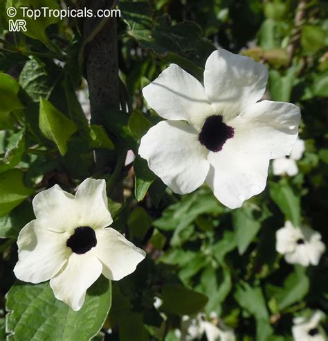 Thunbergia alata, Black - eyed Susan