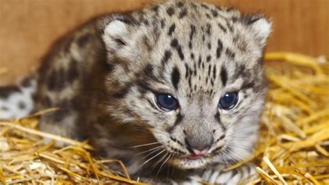 Zoo Facts - Cute Snow Leopard Cub: Health check for Shen the snow ...