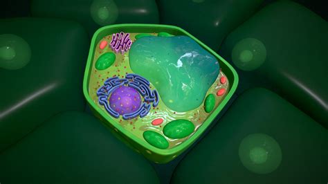 Eukaryotic Plant Cell Model