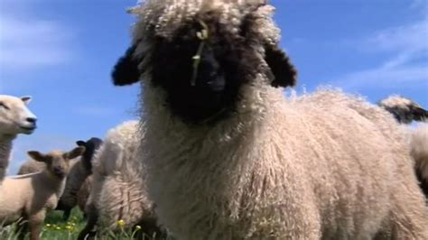 'Cutest' breed of sheep brought to Wales for first time - BBC News