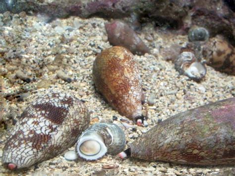 Cone Snails | Hawaiian Marine Life