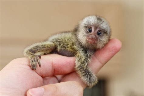 Cracking the secrets of the World's smallest monkey - About Manchester