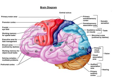 Brain Diagram Labeled Class 10