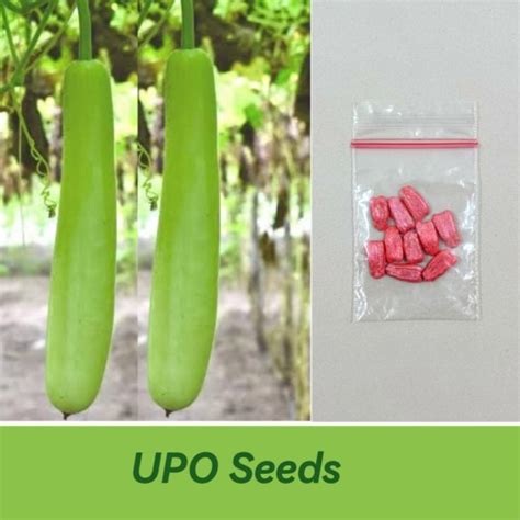 UPO Seeds (Dalisay F1) | Shopee Philippines