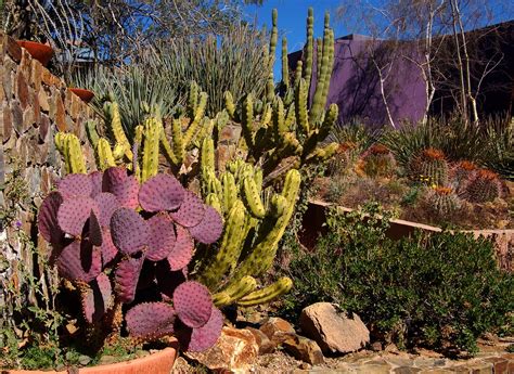 Colorful Cacti at the Arizona Sonora Desert Museum, Tucson… | Flickr