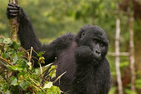 5 Days Uganda Rwanda Gorilla Trekking safari | Gorilla Trekking Safaris