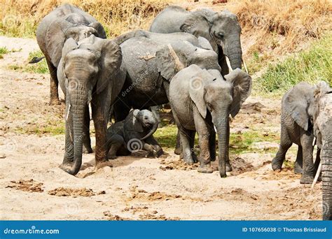 Elephant With Baby Drinking Water In Tanzania Safari Tusk Stock Photo - Image of large ...