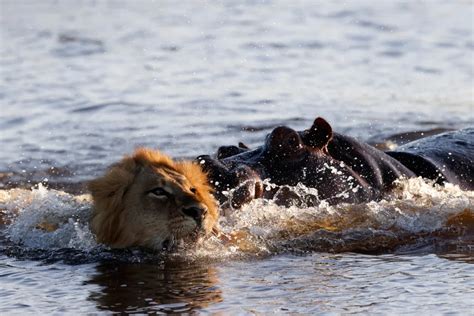 Lions Proved Comfortable in Water