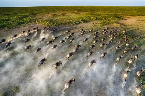 close-up-aerial-wildebeest-great-migration wildebeest migration