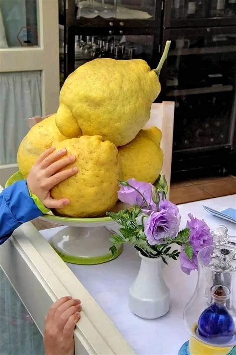 The giant lemons of the Amalfi Coast in Italy : r/absoluteunit