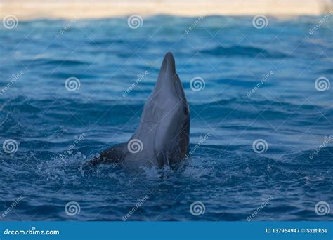 A Dolphin Performing at the Waterpark Stock Image - Image of juggle ...