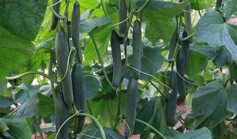 Cucumber Farming Guide: Field Preparation, Disease Control, Fertigation