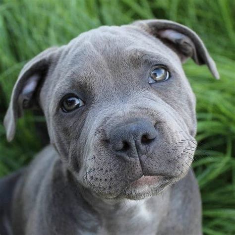 9 Dog Breeds Mistaken for Pit Bulls ... | Pitbulls, Pitbull dog, Pitbull puppies