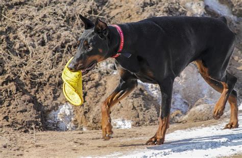 Training a Doberman Pinscher | Canna-Pet®