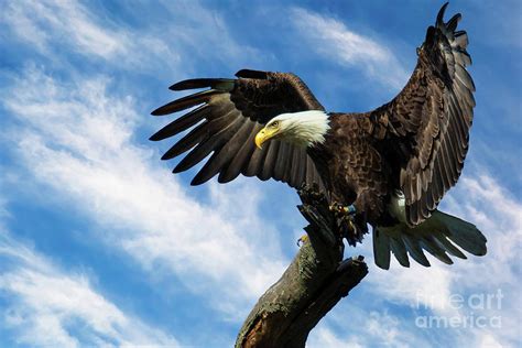 Eagle Landing on a Branch Photograph by Eleanor Abramson | Fine Art America