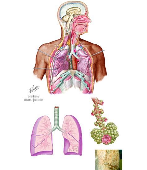 Respiratory System Unlabeled Diagram