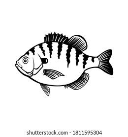 222 Brim fish Images, Stock Photos & Vectors | Shutterstock