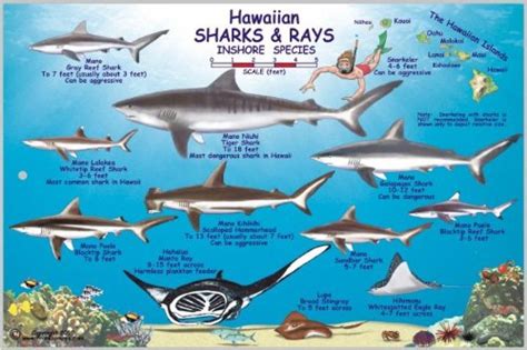 Hawaiian Sharks and Rays Offshore and Inshore Species by Frankos Maps Ltd. Map Of Hawaii, Aloha ...