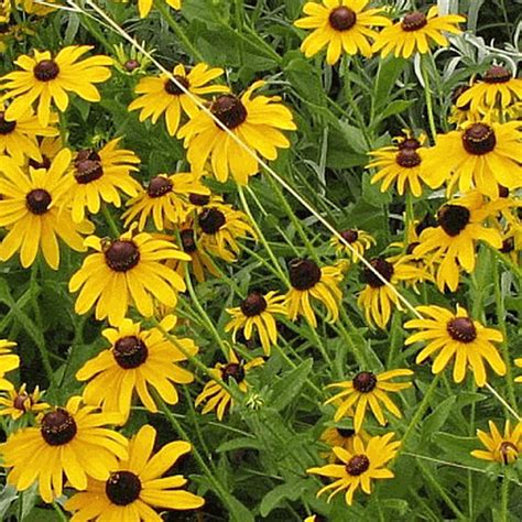 2,000 Seeds Sweet Black Eyed Susan Wildflower - Perennial Seeds