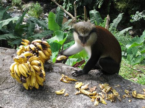 Monkey eating bananas.