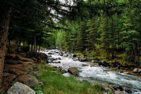 Premium Photo | Rocky mountain river among the pine trees