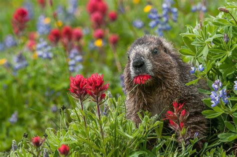 Marmot Eating | Sean Crane Photography