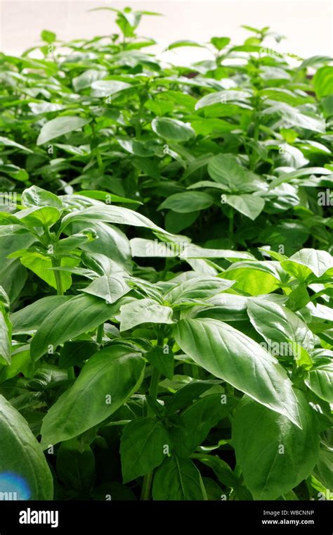 FRESH BASIL LEAVES ON GROWING PLANT Stock Photo - Alamy