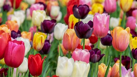 Festival of Spring allows visitors to pick their own tulips, daffodils ...