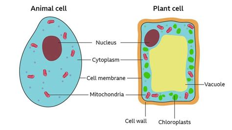 an animal cell diagram with labeled parts