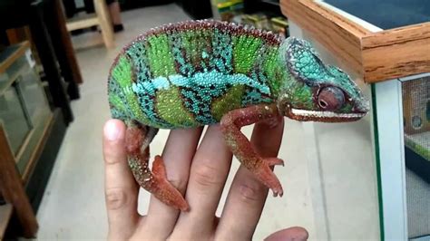 Veiled Chameleon Facts, Habitat, Diet, Baby, Pet Care, Pictures