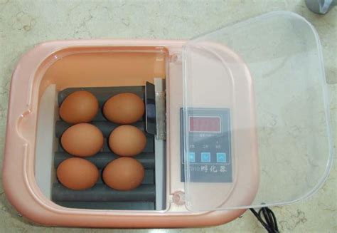 where to buy Parrot Egg Incubator Online - Buy Incubator Online