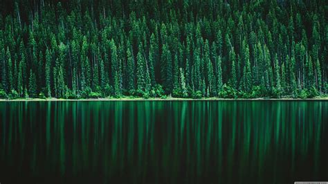 Forest Lake 4K wallpaper | Lake landscape, Forest lake, Landscape trees