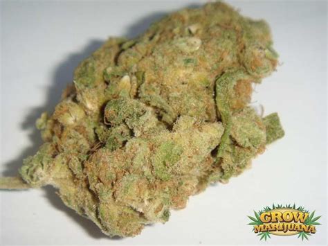 Cali Orange Seeds - Strain Review | Grow-Marijuana.com