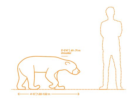 Why are Sun Bears so small compared to other Bears? - Carnivora