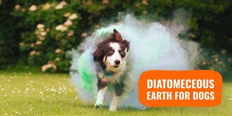 10 Diatomaceous Earth For Dogs — The Best Natural Killer of Parasites?