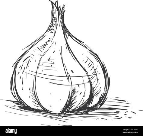 Garlic drawing, illustration, vector on white background Stock Vector Image & Art - Alamy