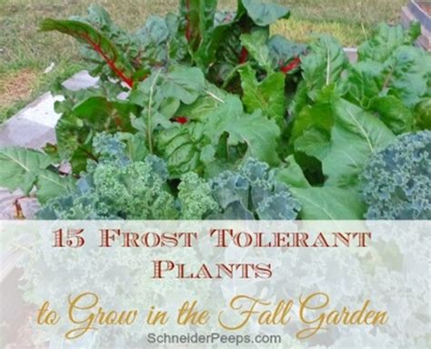 15 Frost Tolerant Vegetables For Fall - Homestead & Survival