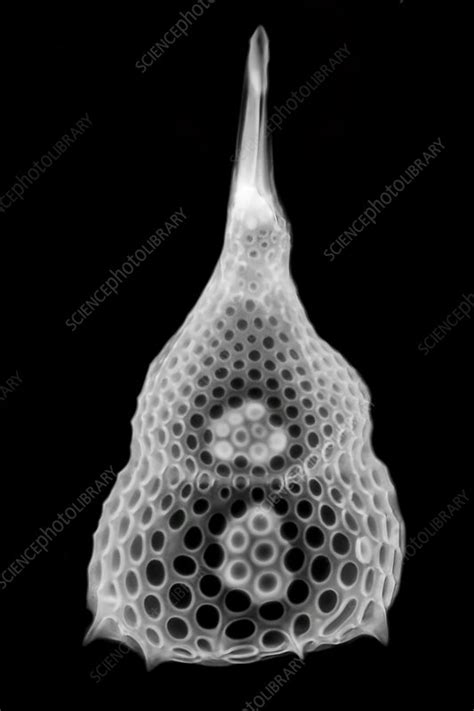 Radiolarian, light micrograph - Stock Image - C037/2708 - Science Photo Library