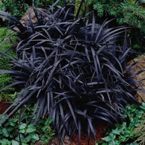 Black Mondo Grass (Ophiopogan planiscapus) | Shade plants, Ornamental grasses, Goth garden