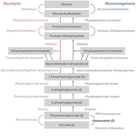 Gluconeogénesis | Concise Medical Knowledge