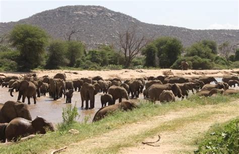 Samburu National Reserve | Sima Safari