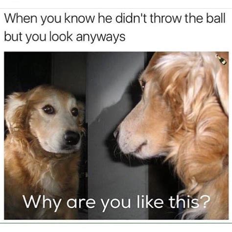 50+ Funniest Golden Retriever Memes