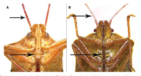 Figure 5 from Identification, Biology, Impacts, and Management of Stink Bugs (Hemiptera ...