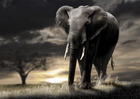 Gray elephant HD wallpaper | Wallpaper Flare