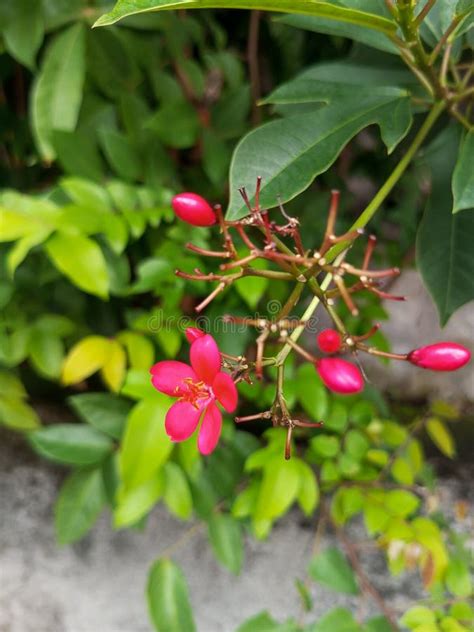 The Beautiful Starfruit Tree Flowers Bloom in Red Stock Photo - Image ...