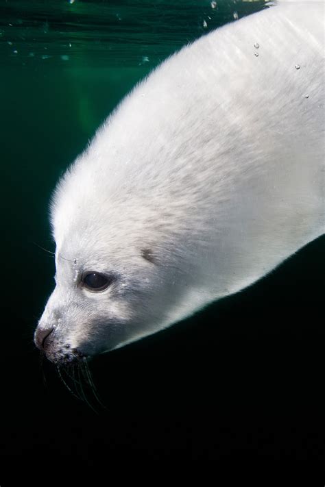 Seal Animal