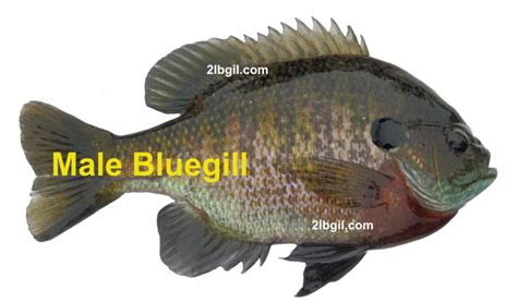 The identification of panfish