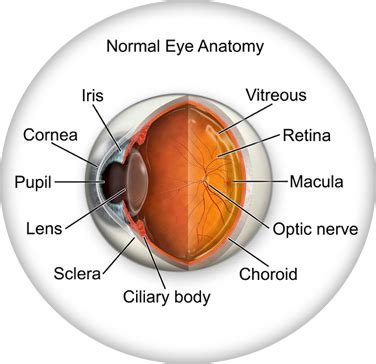 Eye Anatomy