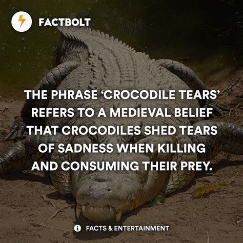 Crocodile Tears #fact | Crocodile tears, Tears quotes, Crocodile facts